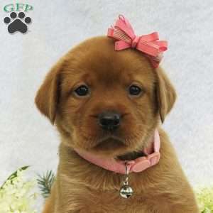 Spring Raine, Fox Red Labrador Retriever Puppy